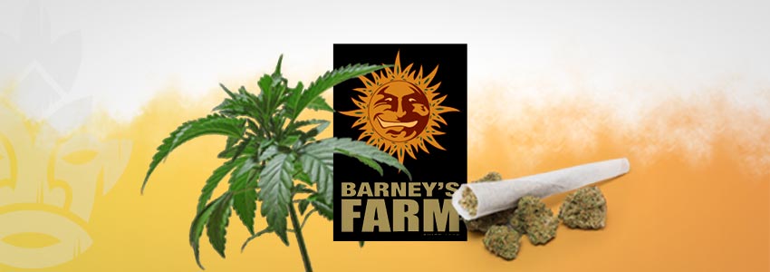 BARNEY’S FARM